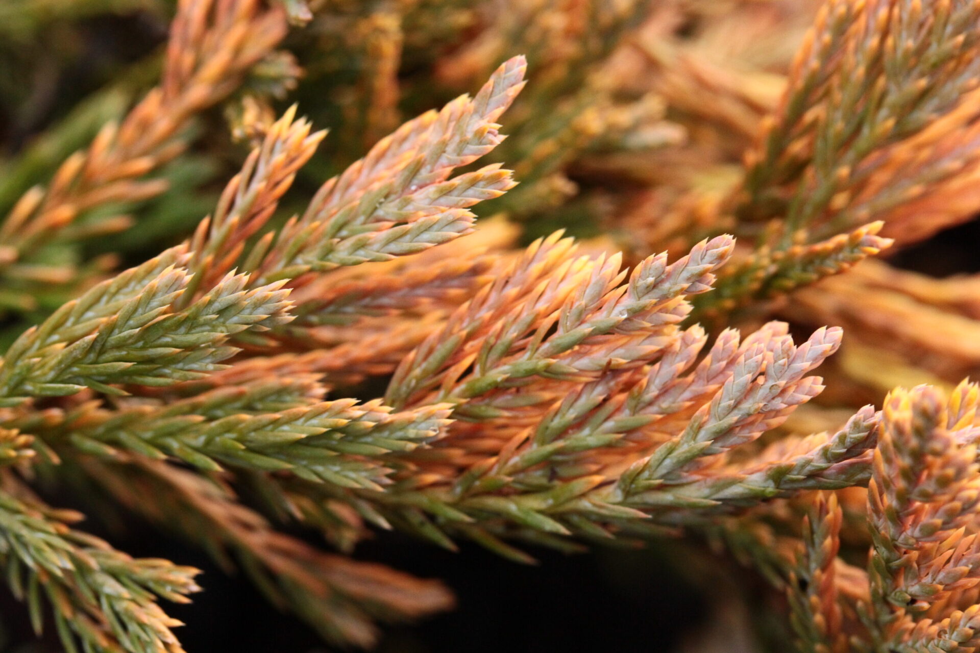 Juniperus horizontalis 'Copper Harbor' Creeping Juniper