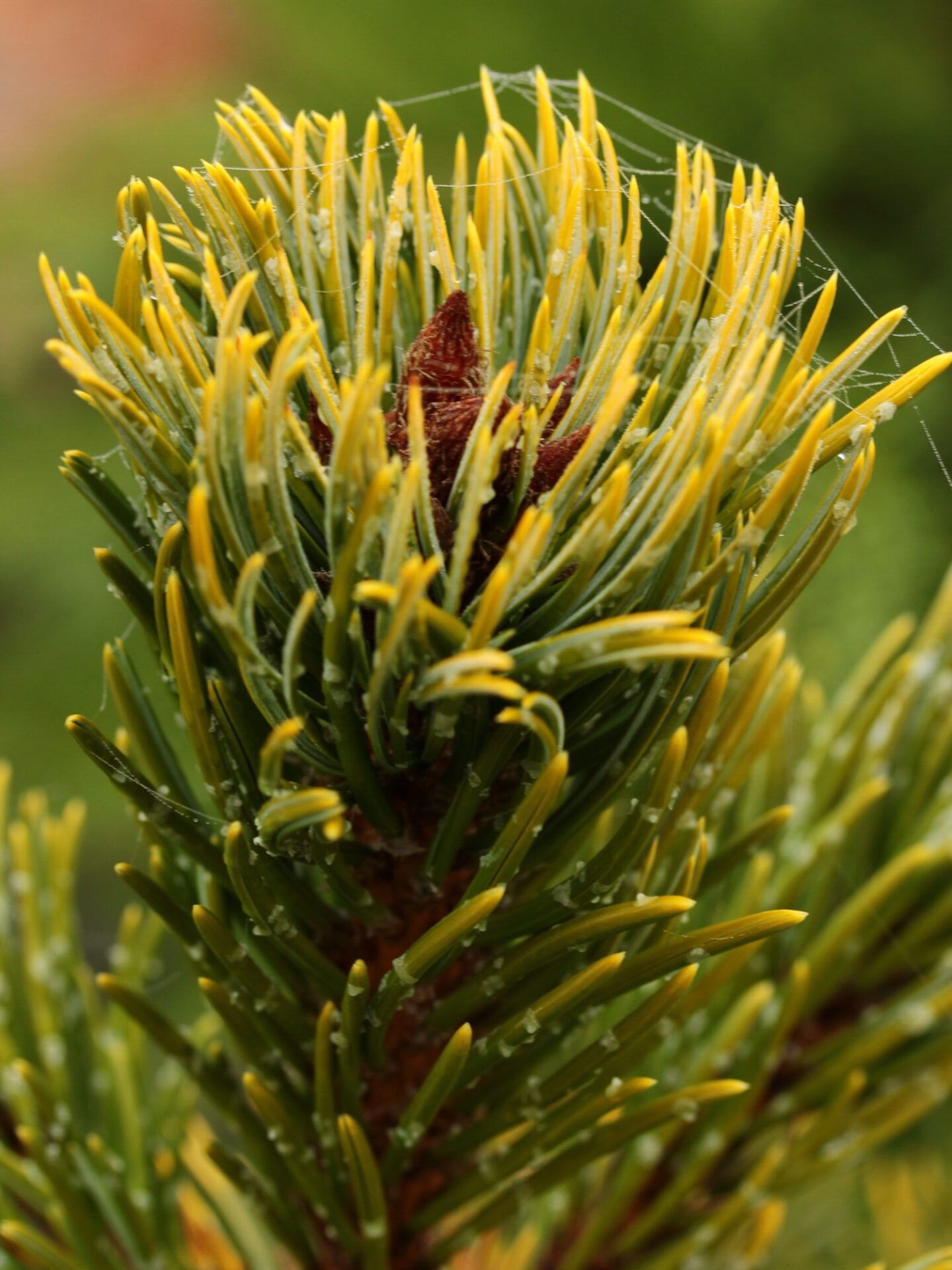 Pinus aristata 'Lemon Frost'