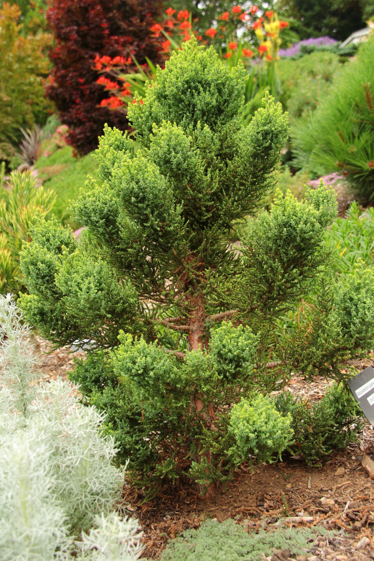 Little Stan Giant Sequoia