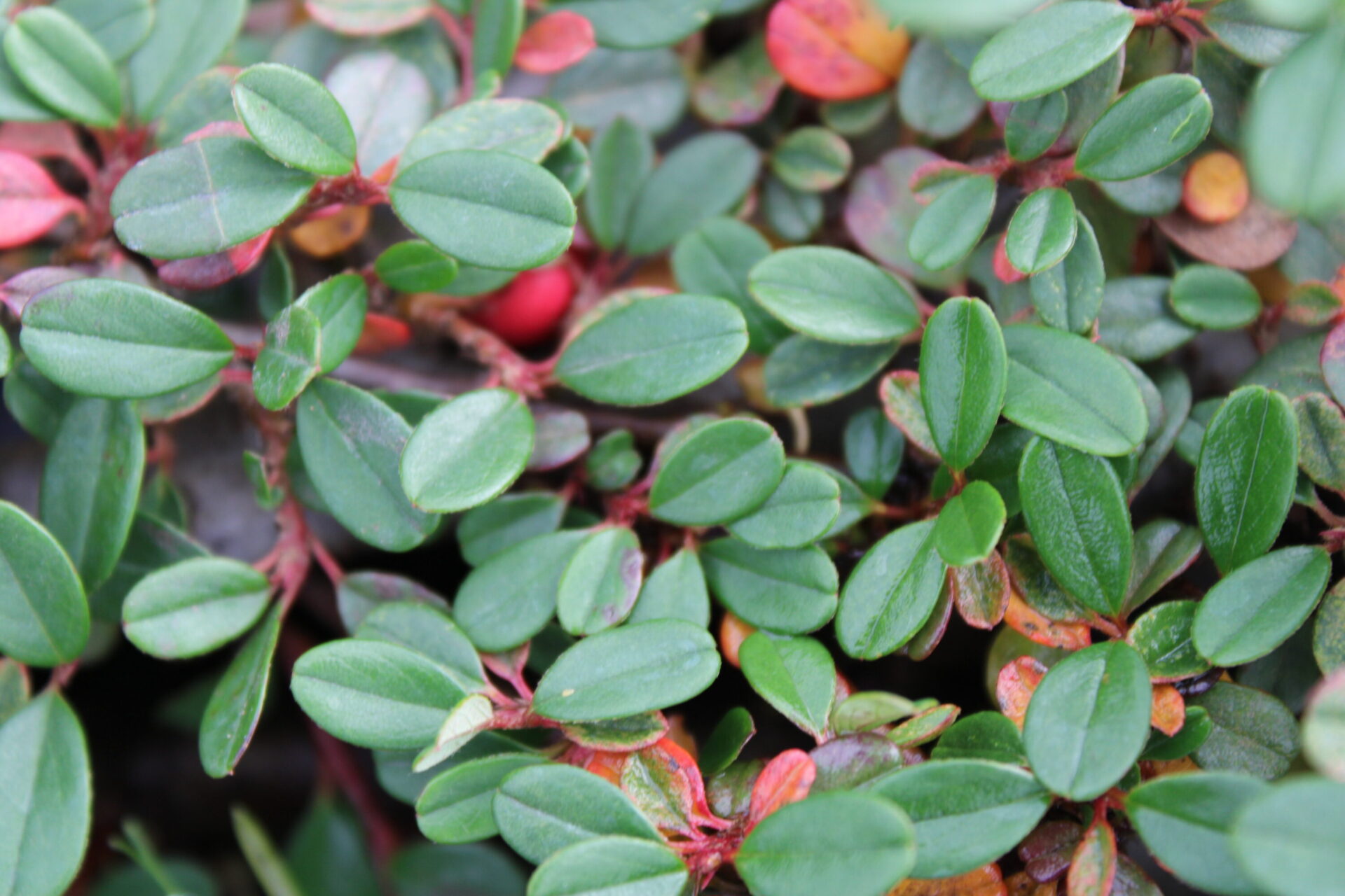 Streib's Findling Cotoneaster