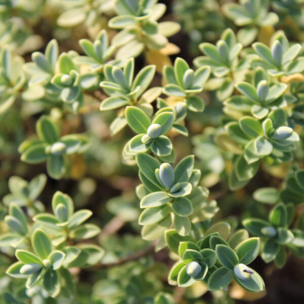 Hebe pinguifolia 'Sutherlandii' Sutherland Hebe