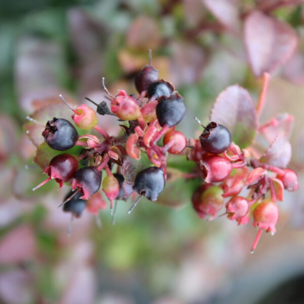 Vaccinium ovatum ‘Scarlet Ovation’