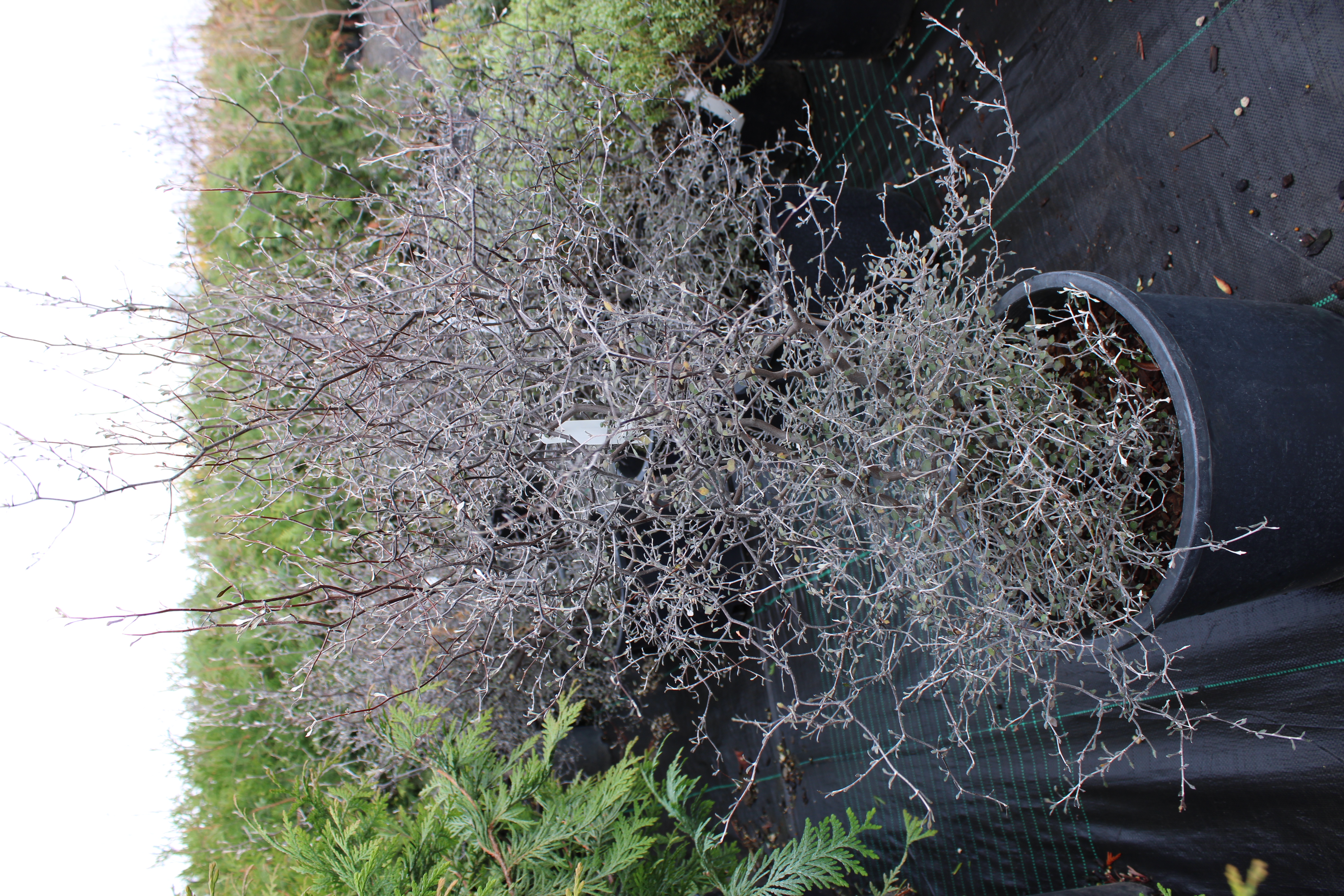 Corokia Cotoneaster