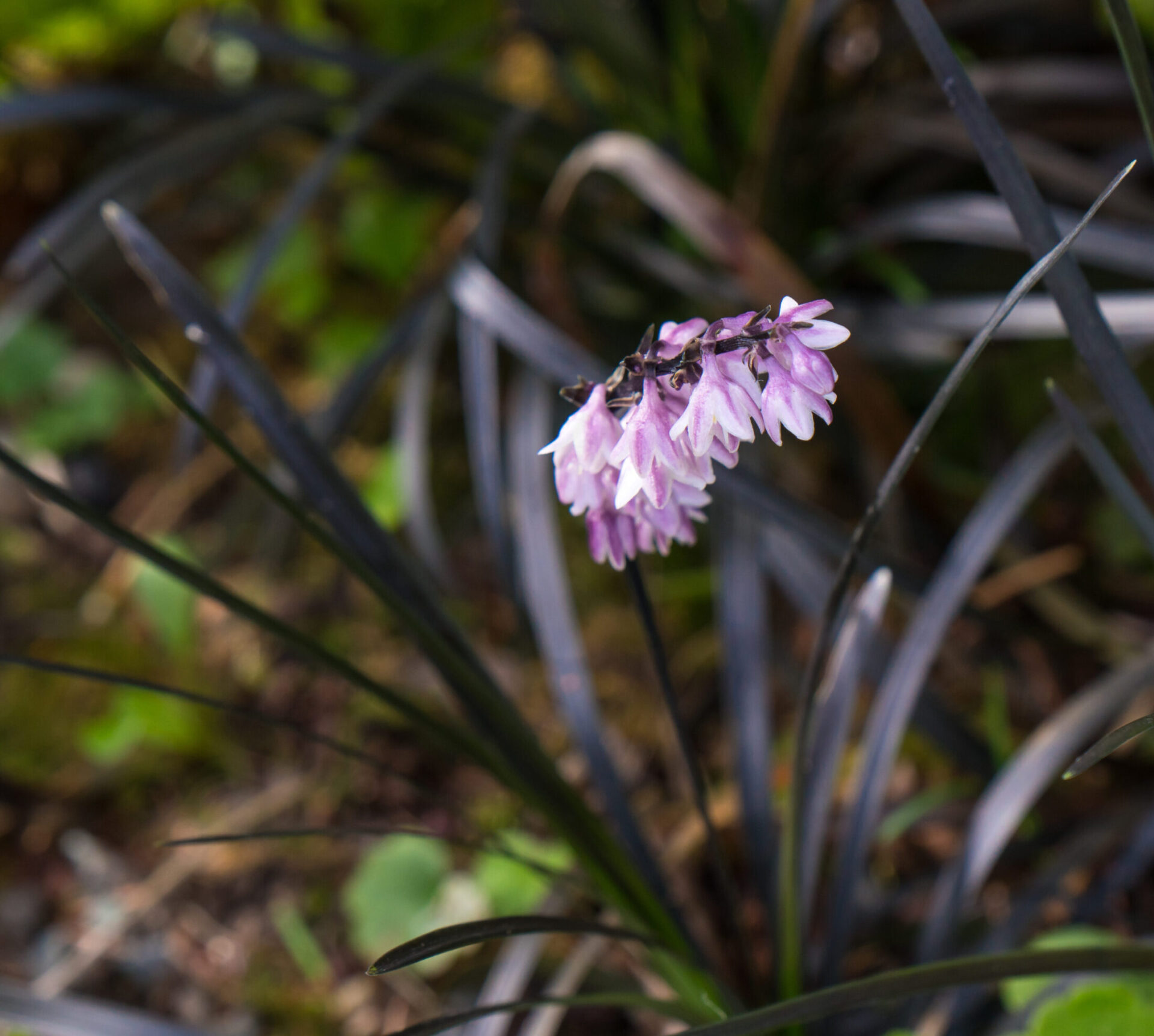 Black Mondo Grass