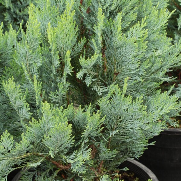 Chamaecyparis lawsoniana 'Azurea' (#1 Container) $500 Gift