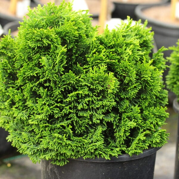 Chamaecyparis obtusa 'Stoneham' Hinoki Cypress