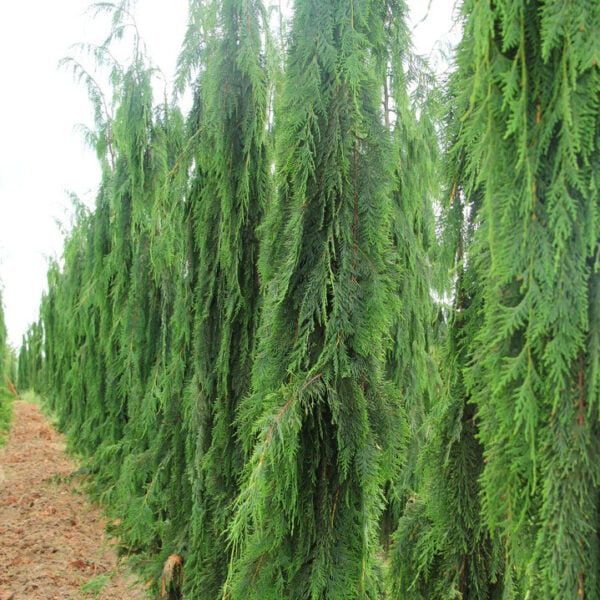 Cupressus nootkatensis 'Van den Akker' Alaskan Cedar