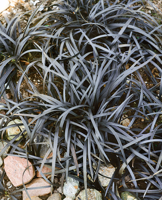 Black Mondo Grass