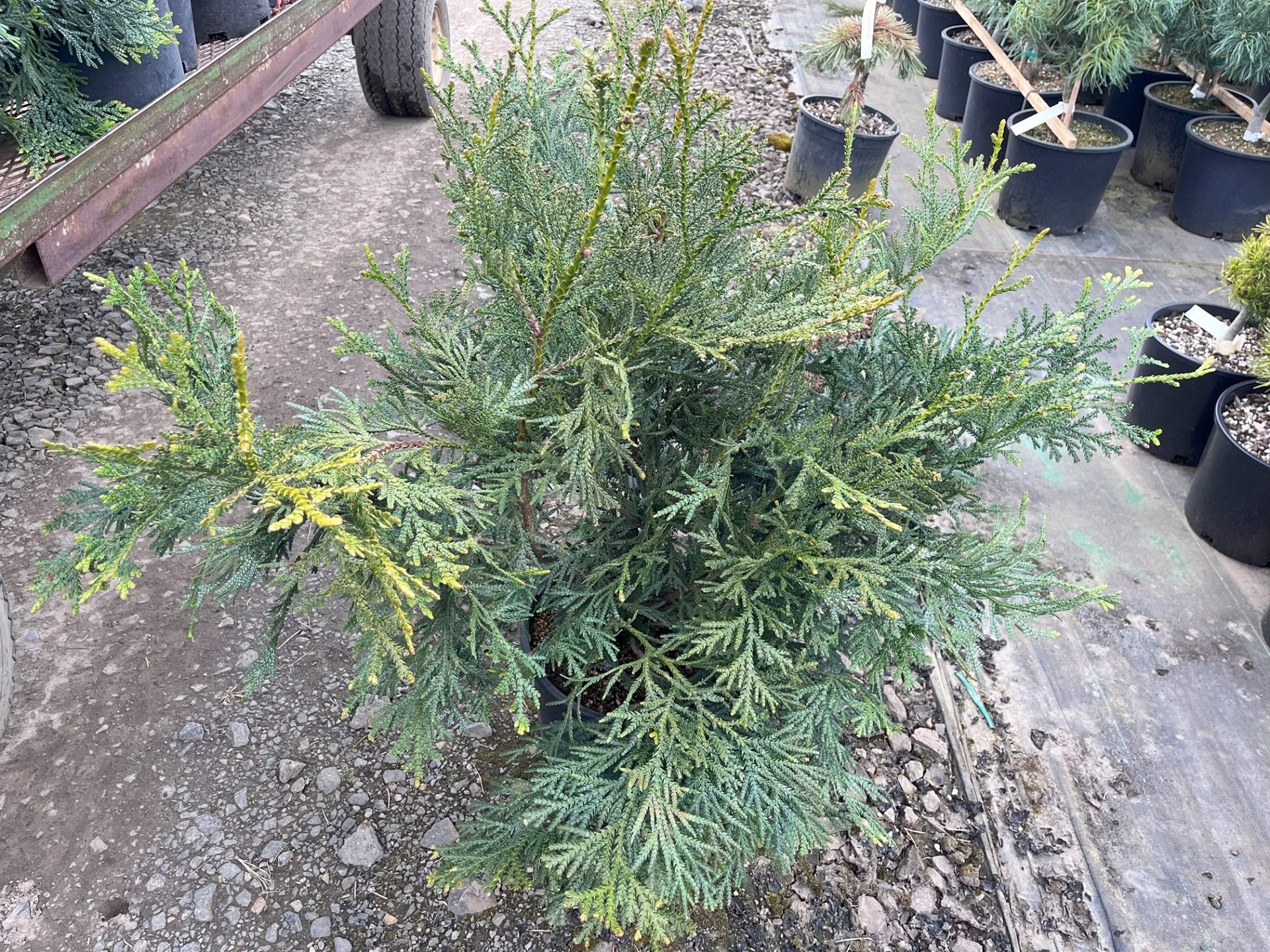 Shop For Thujopsis dolabrata 'Rezek' Elkhorn Cypress
