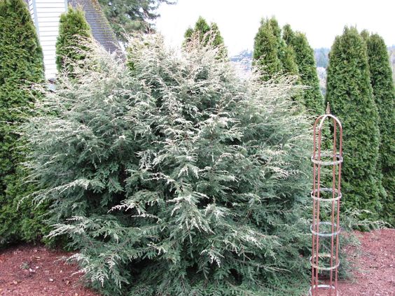 Tsuga canadensis 'Gentsch White' Canadian Hemlock