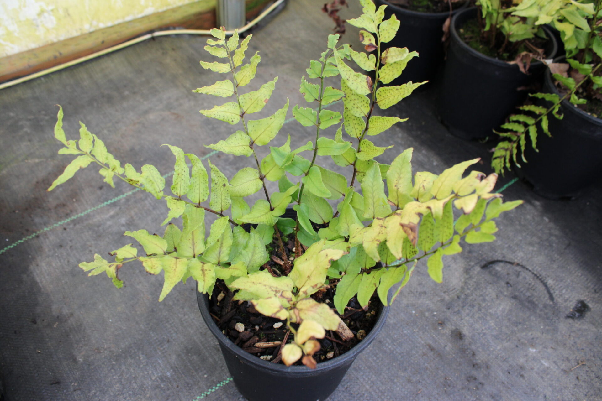 Japanese Holly Fern