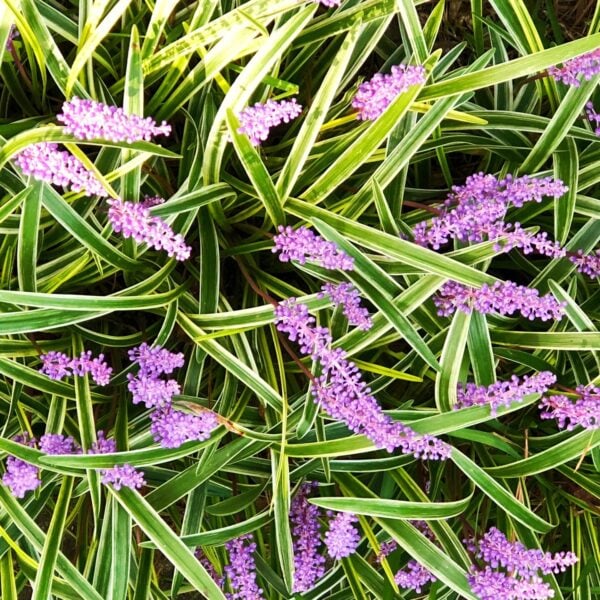 Liriope muscari 'Variegata' Variegated Lilyturf