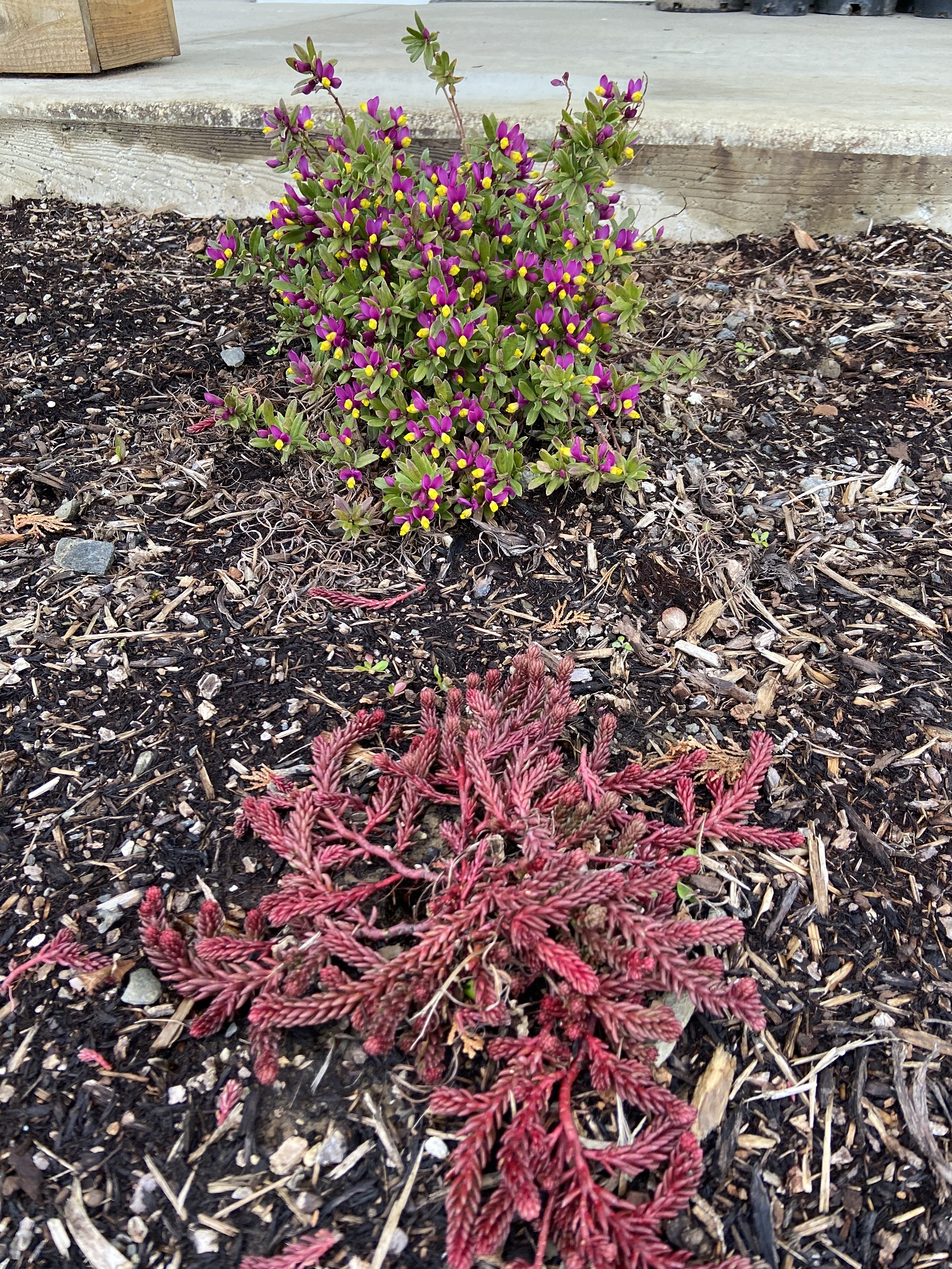 Other Dwarf Plants for Sale Conifer Kingdom
