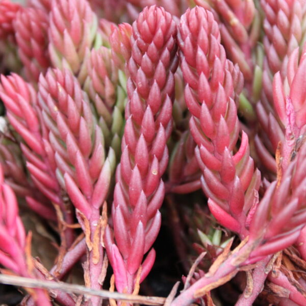 sedum ochroleucum red wiggle