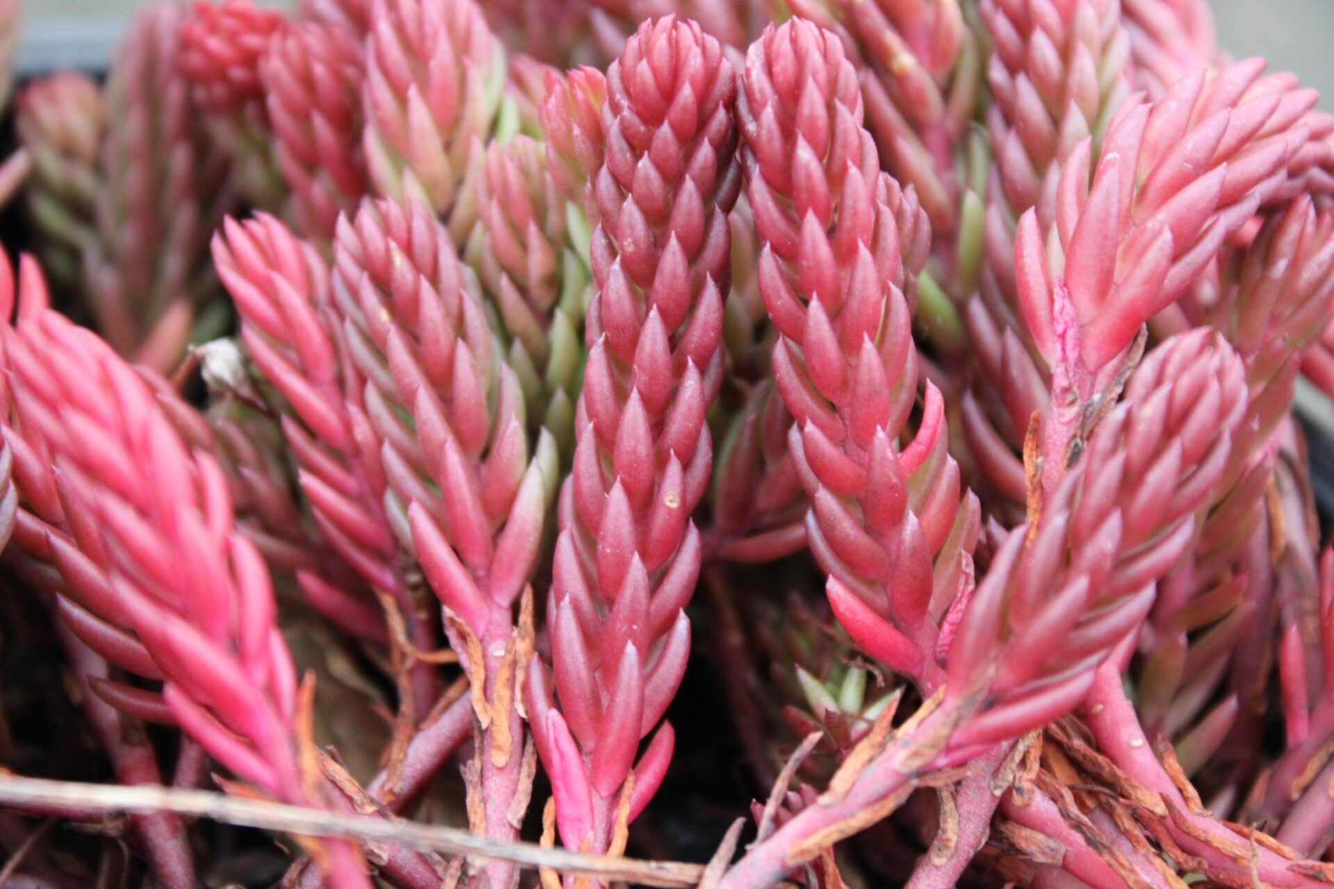 sedum ochroleucum red wiggle