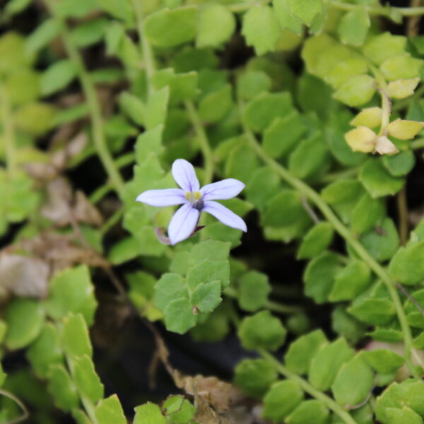 blue star creeper