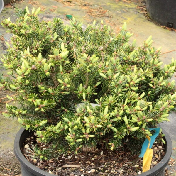 Abies cilicica 'Greg's Broom' Greek Fir