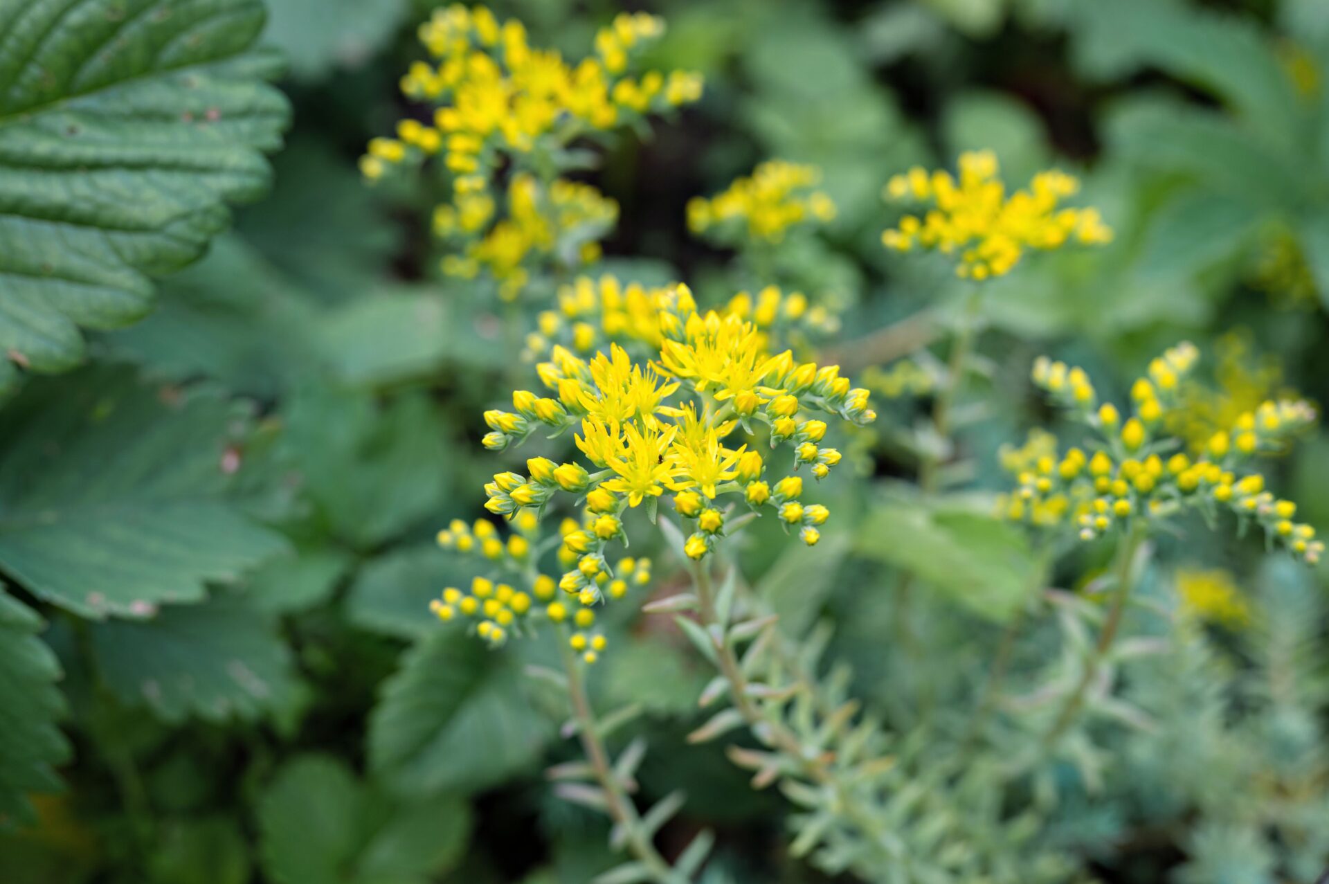 Blue Spruce Sedum