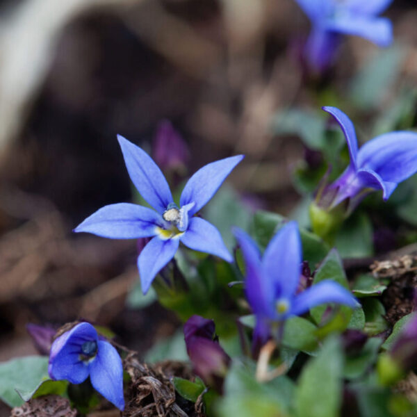 Blue Star Creeper