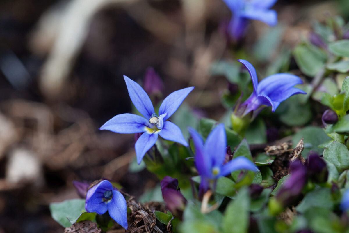 Blue Star Creeper