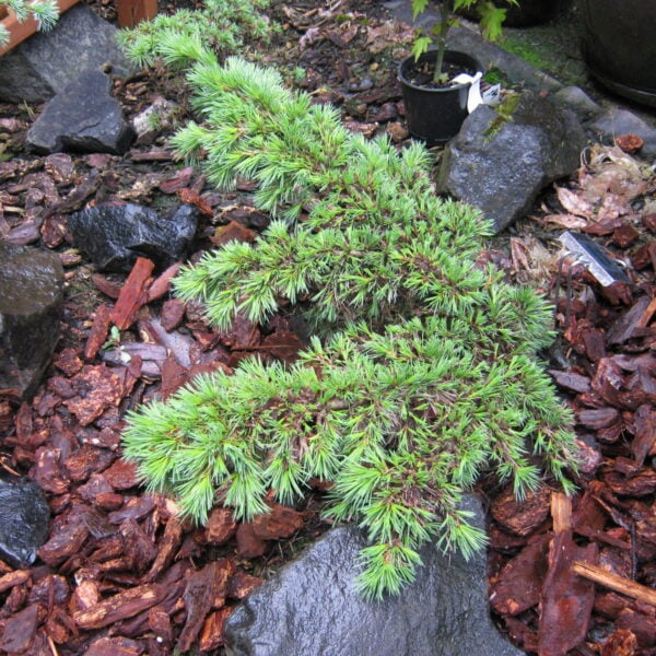 Cedrus atlantica 'Hillier's HB Atlantic Cedar