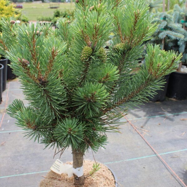 Pinus sylvestris 'Stocking Stuffer' Scots Pine