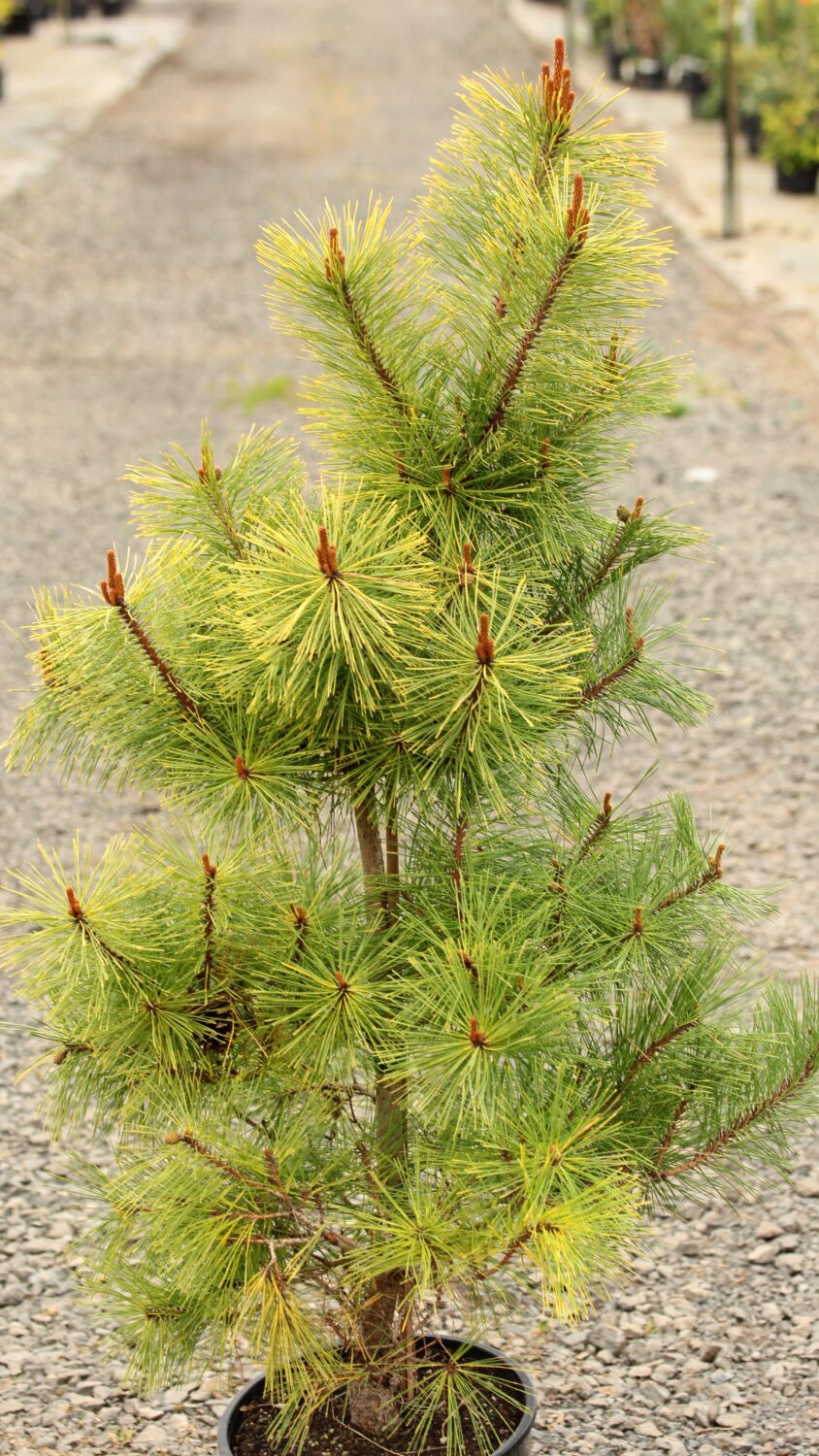 Pinus densiflora 'Aurea'