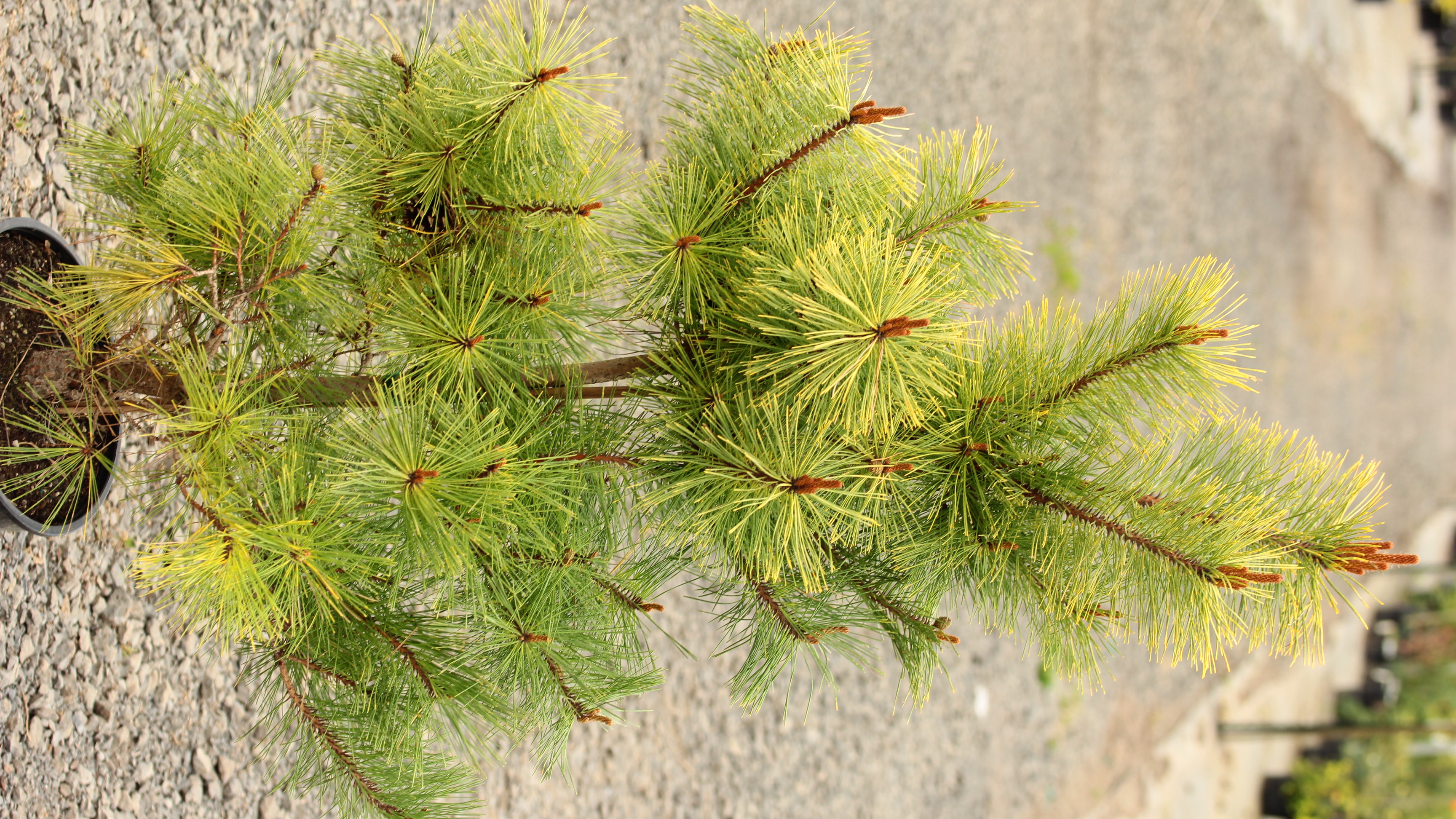 Pinus densiflora 'Aurea'