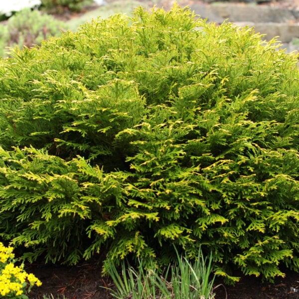 Thujopsis dolabrata 'Nana' Elkhorn Cypress