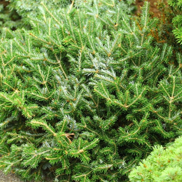 Abies fraseri ‘Ford’ Fraser