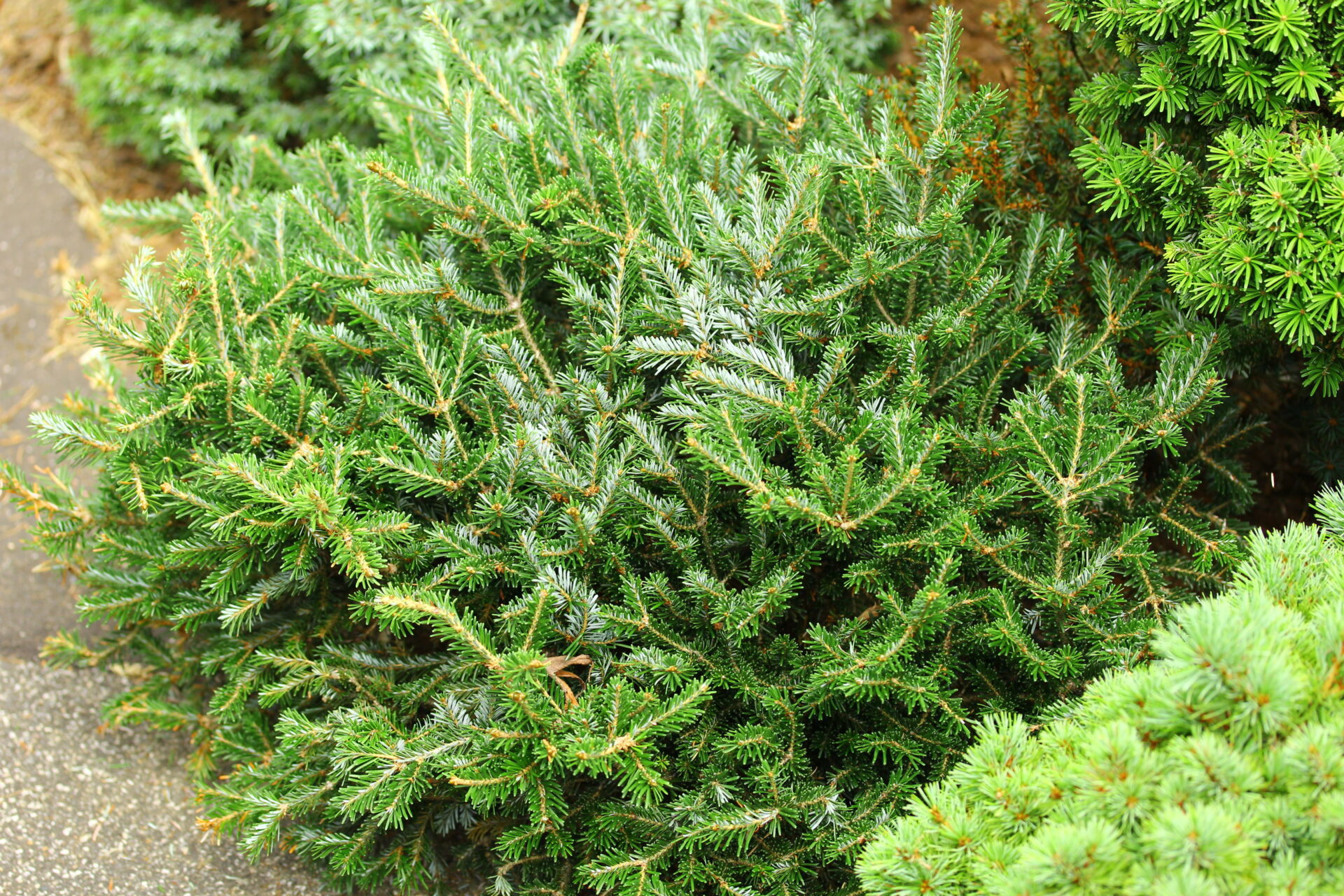 Abies fraseri ‘Ford’ Fraser