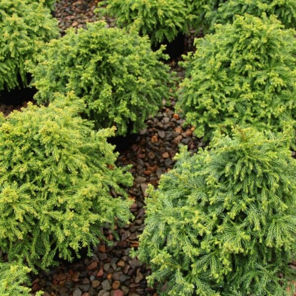Cryptomeria japonica 'Ryoku gyoku' Japanese Cedar