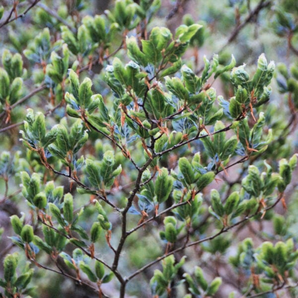 Fagus sylvatica 'Greenwood'