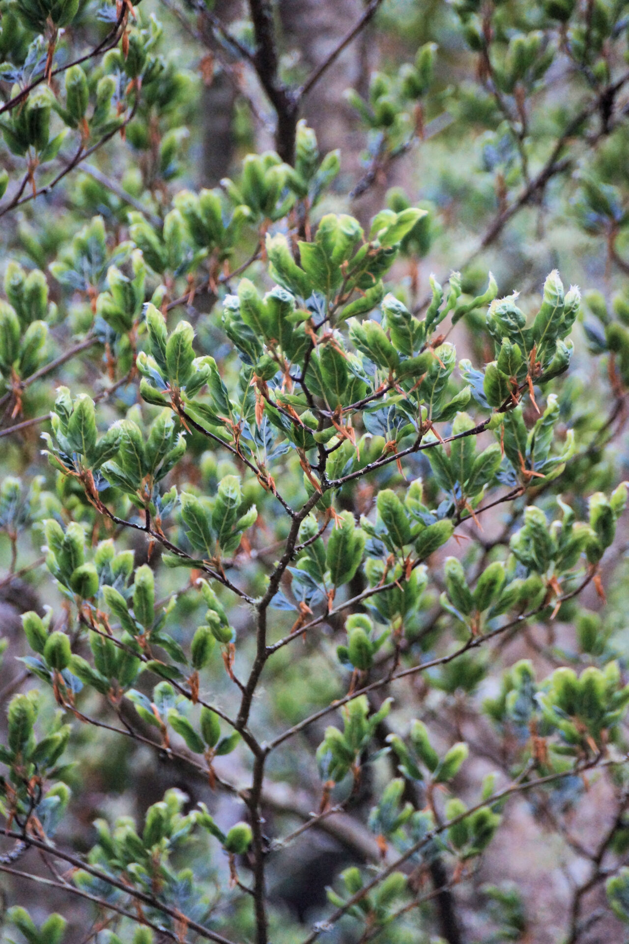 Fagus sylvatica 'Greenwood'