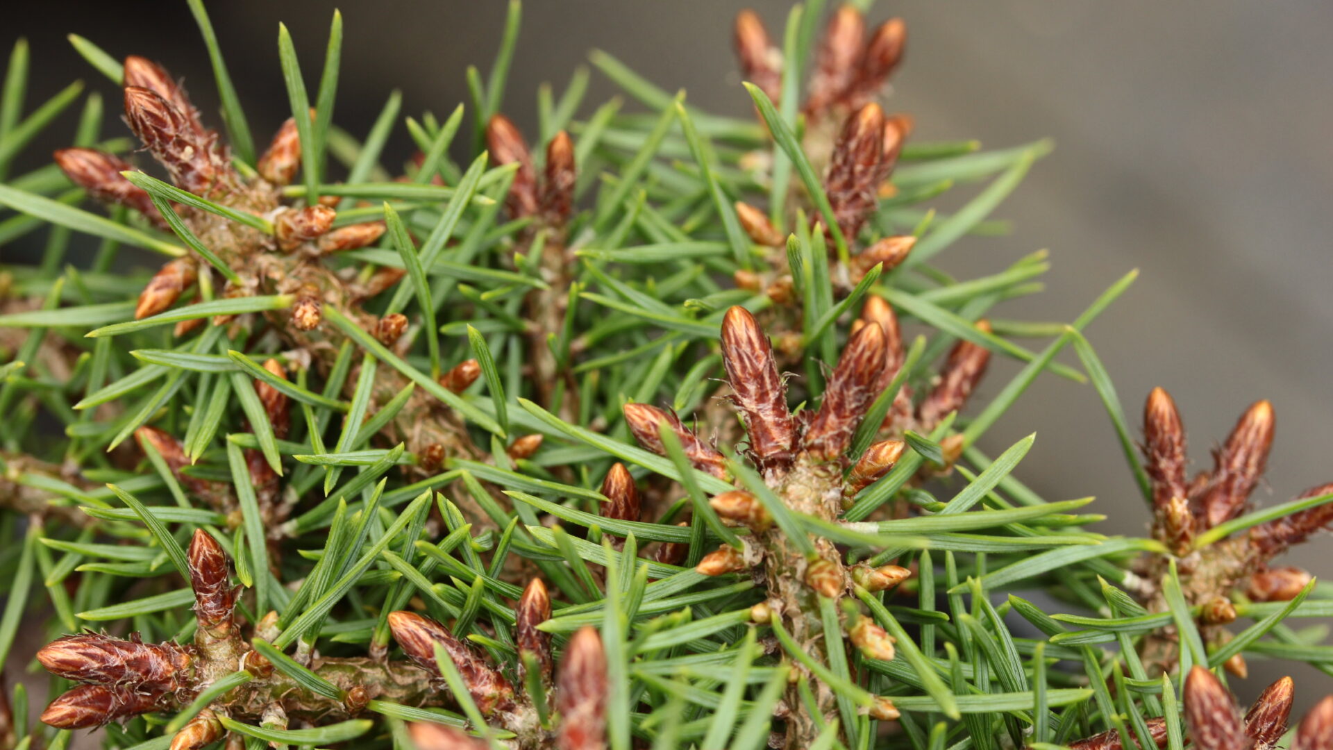 Fairy Nuff Scots Pine