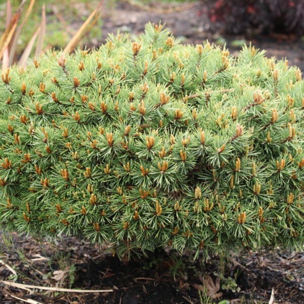 Pinus sylvestris 'Fairy Nuff' Scots Pine