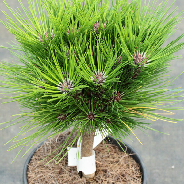 Malonyana Compact Japanese Red Pine