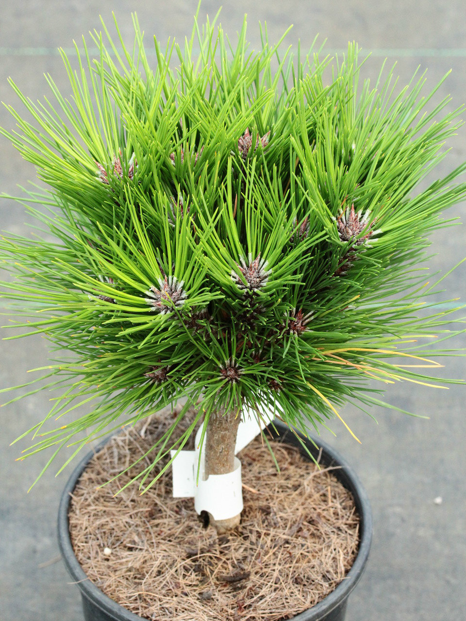 Malonyana Compact Japanese Red Pine