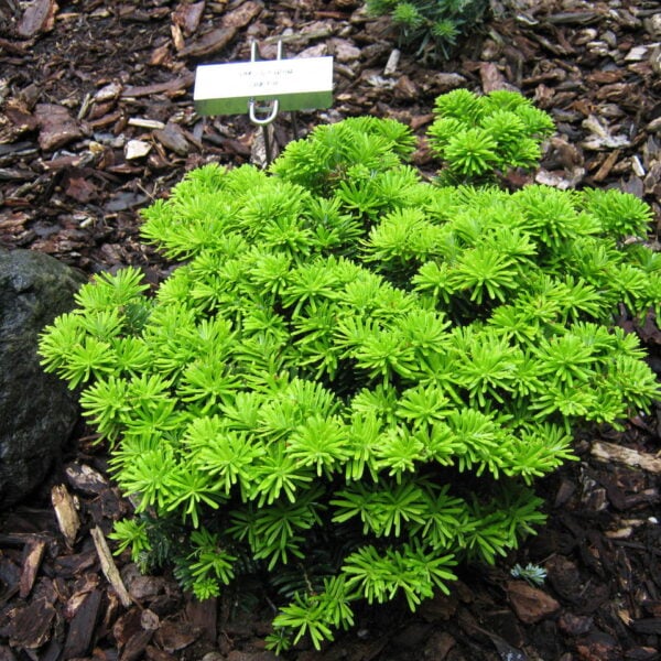Abies koreana ‘Tundra’