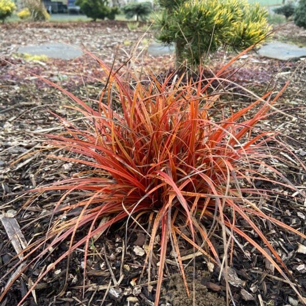 Uncinia rubra 'Belinda's Find'