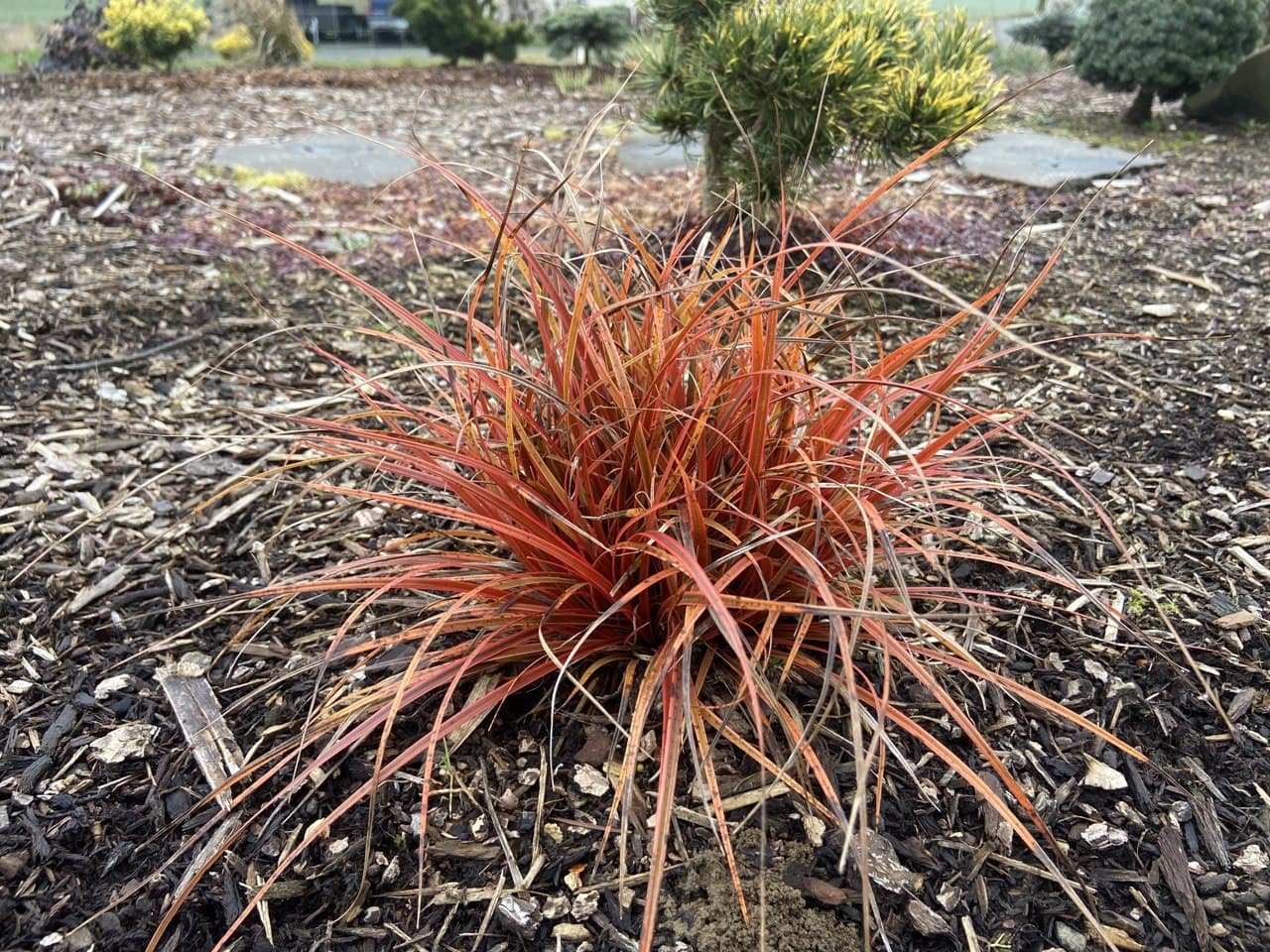 Uncinia rubra 'Belinda's Find'