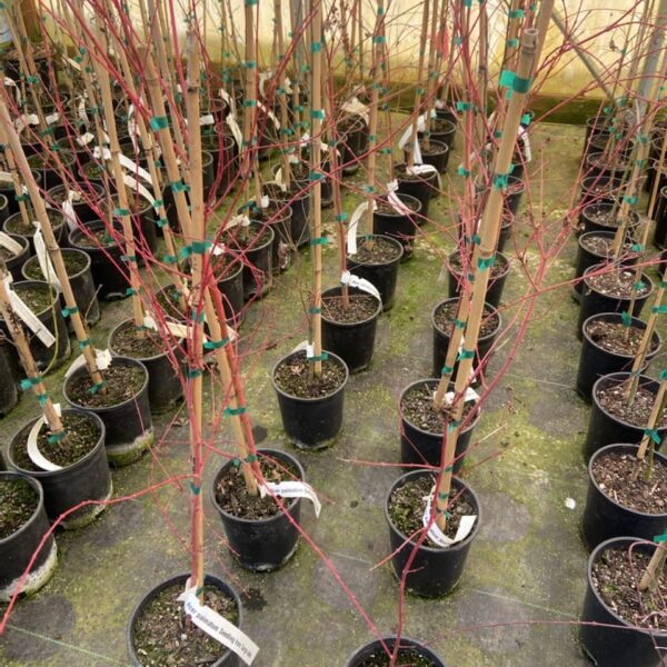 coral bark Japanese maple seedling