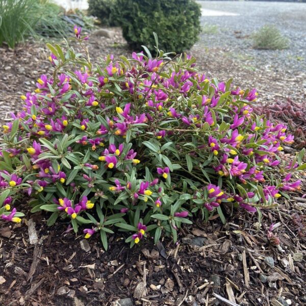 Polygala chamaebuxus ‘Kamniski’ Milkwort