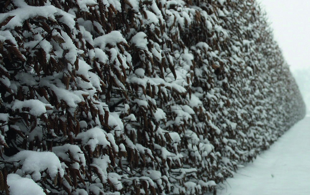 Hornbeam hedge in winters