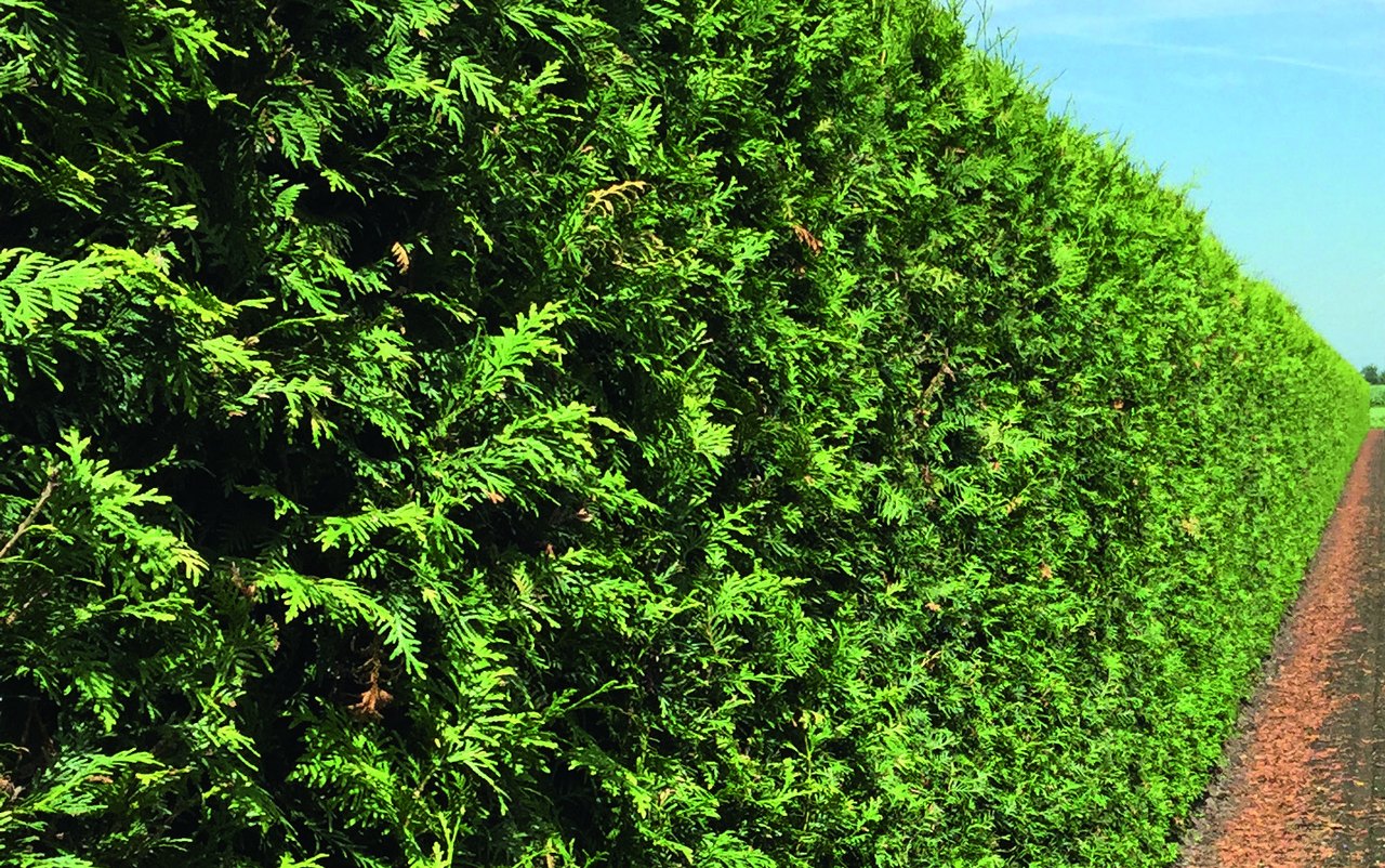 green giant arborvitae's winter color