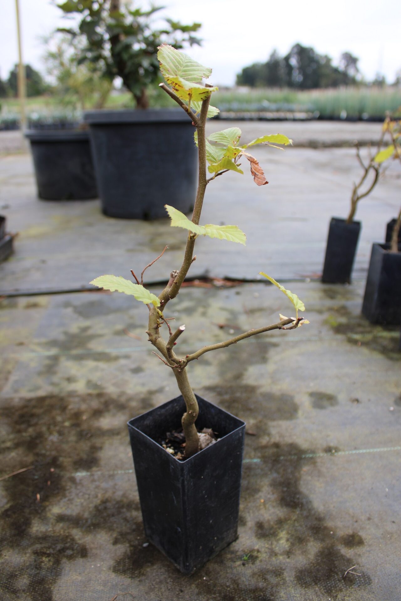 european hornbeam bonsai