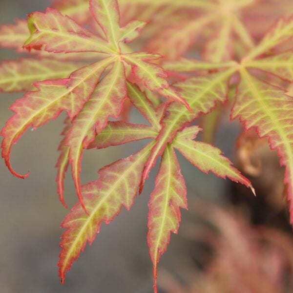 Acer shirasawanum 'Mikado' Full Moon Maple