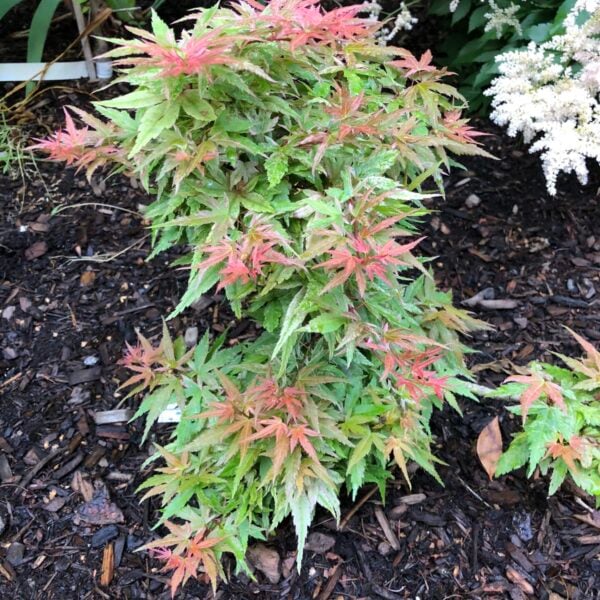 Acer palmatum 'Mystic Mikawa' Japanese Maple