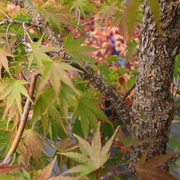 Acer palmatum 'Nishiki gawa'