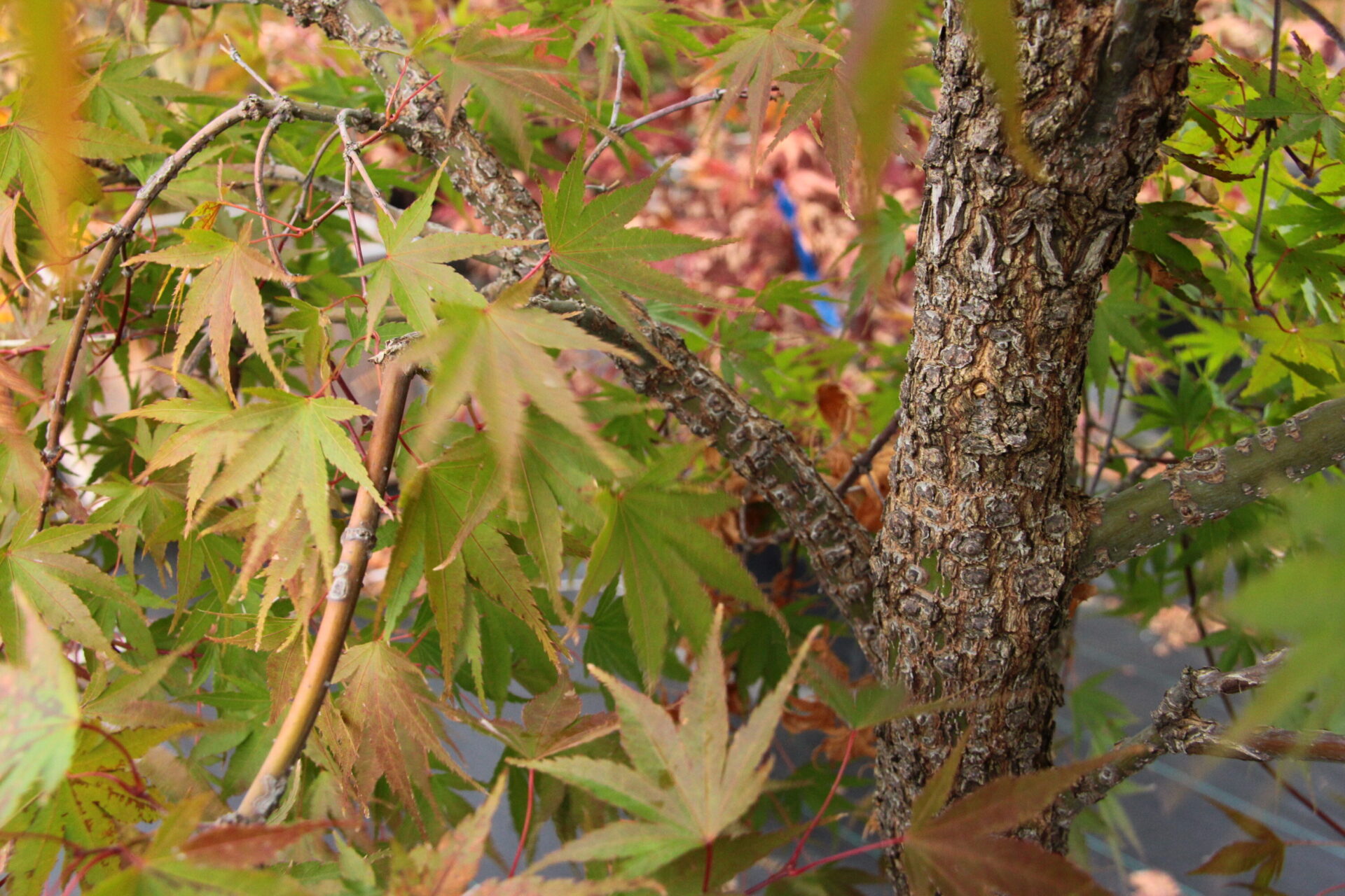 Acer palmatum 'Nishiki gawa'